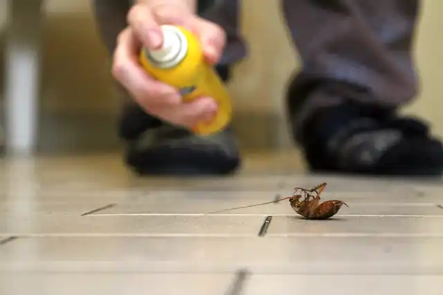 ongediertebestrijding Spui